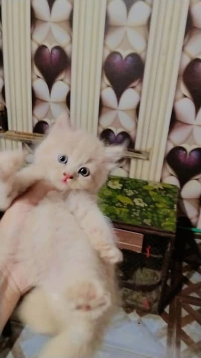 pure Persian kittens