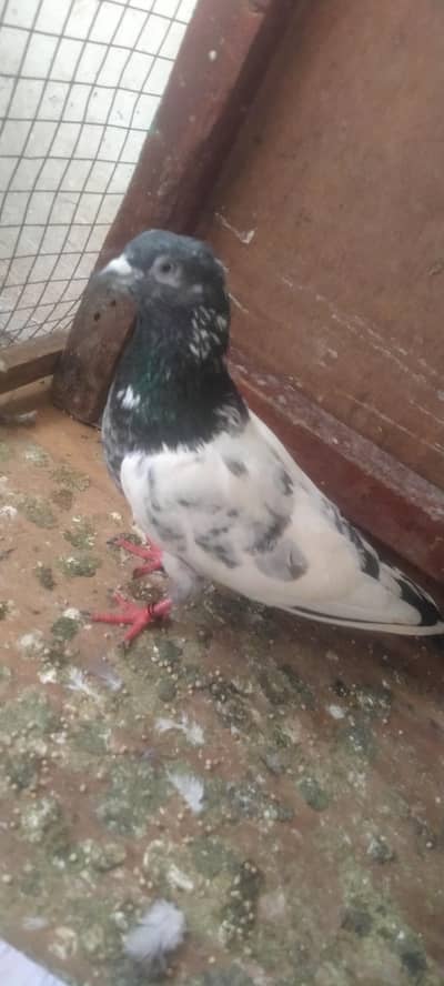 qasori banka male for sale