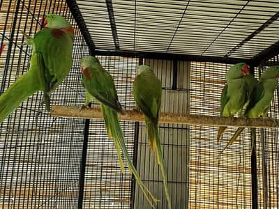 raw parrot pair