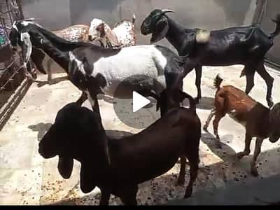 2 bakria or 4 onka bacha (2male and 2 female)