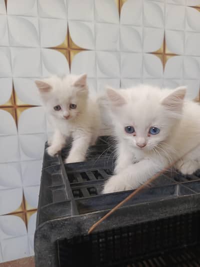 Persian kitten 4