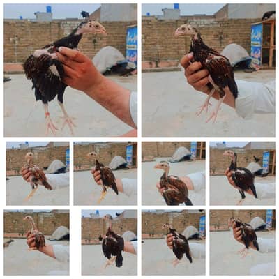 urgent aseel chick available homebreed 03145489284 WhatsApp number