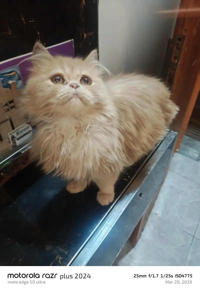 High Quality Punch Face Tripal Coat Kitten — photo 2
