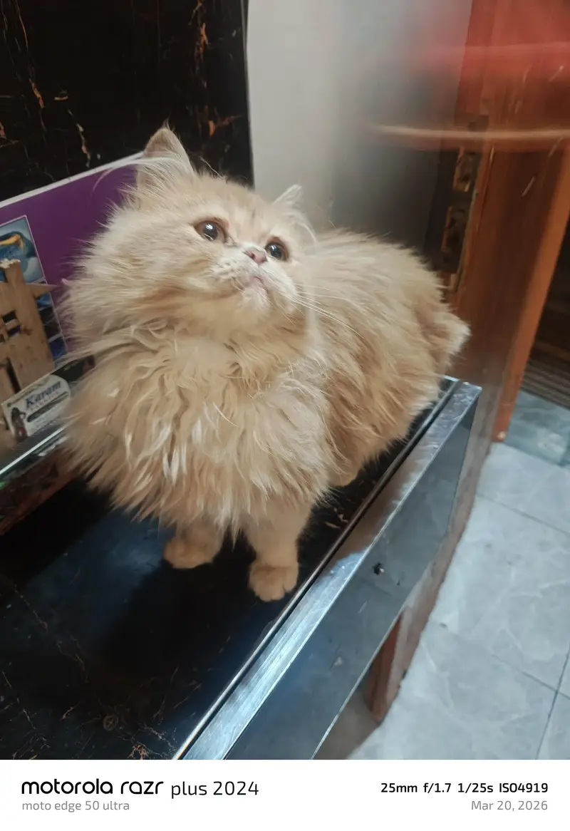 High Quality Punch Face Tripal Coat Kitten — photo 3