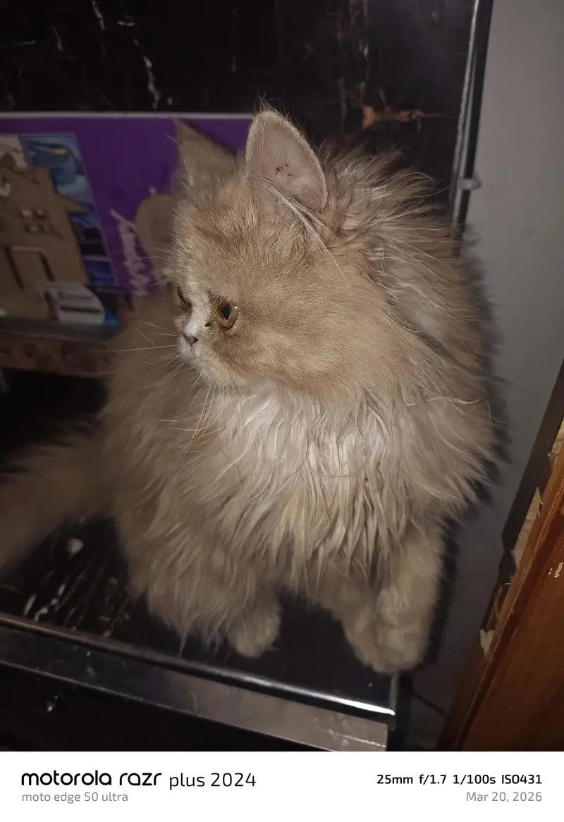 High Quality Punch Face Tripal Coat Kitten — photo 7
