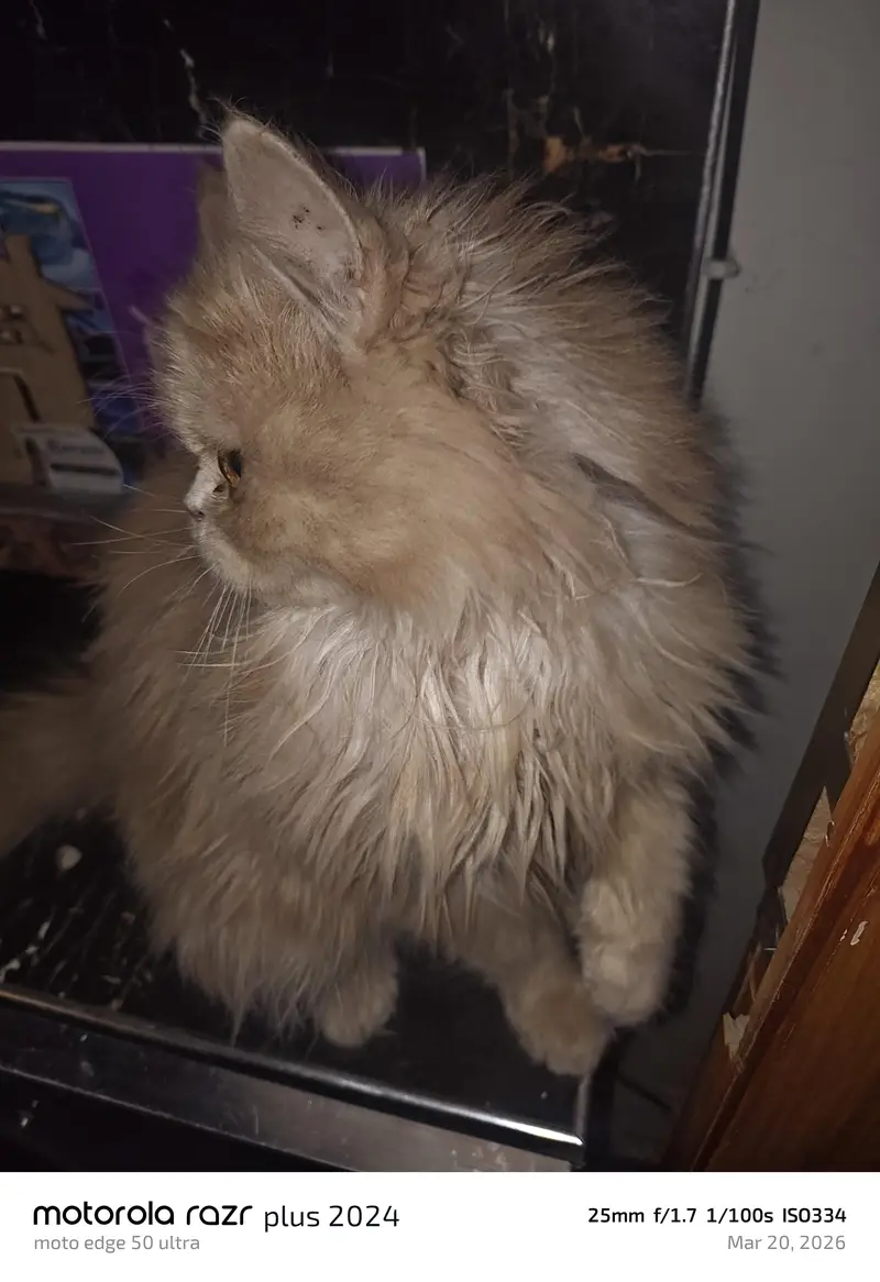 High Quality Punch Face Tripal Coat Kitten — photo 8