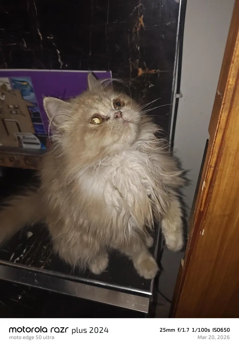 High Quality Punch Face Tripal Coat Kitten — photo 9