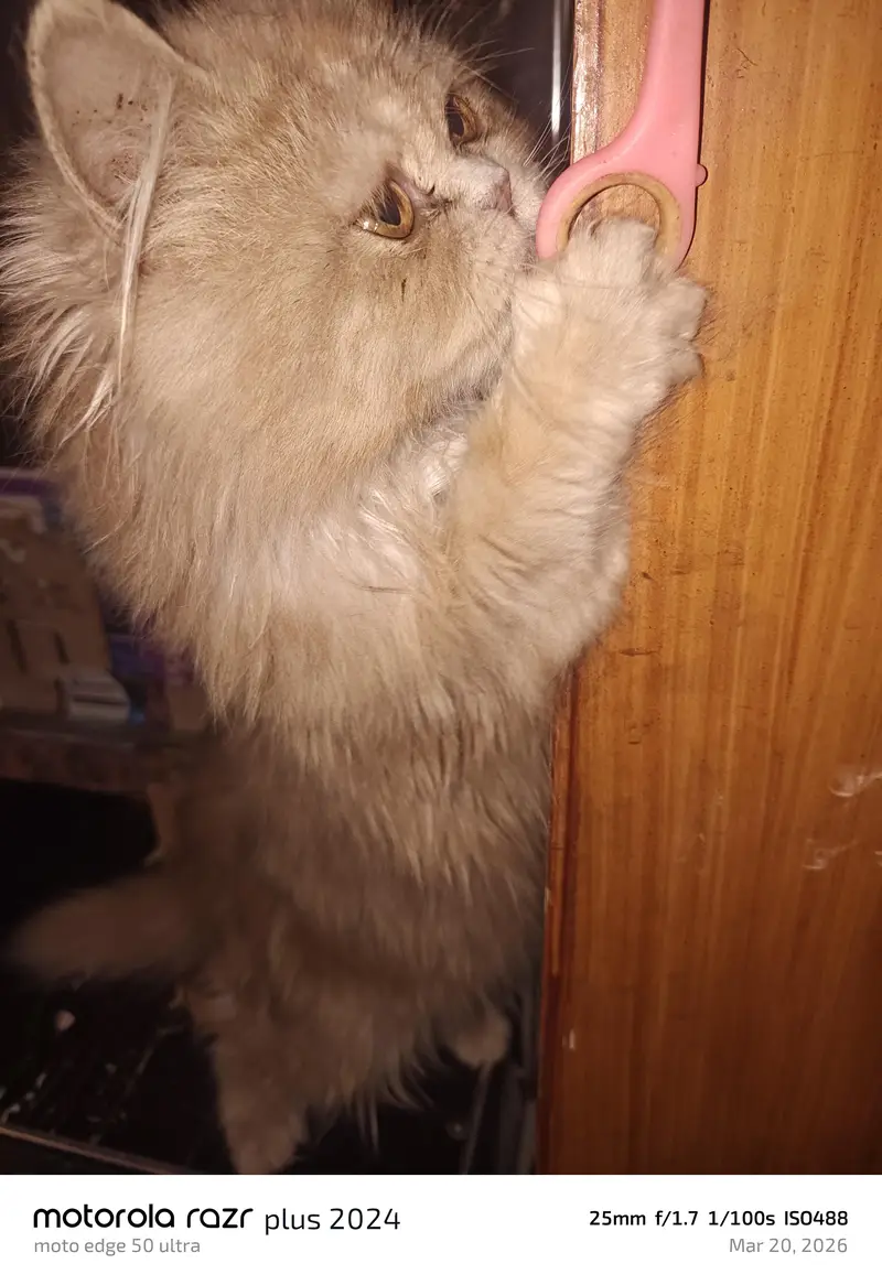 High Quality Punch Face Tripal Coat Kitten — photo 10