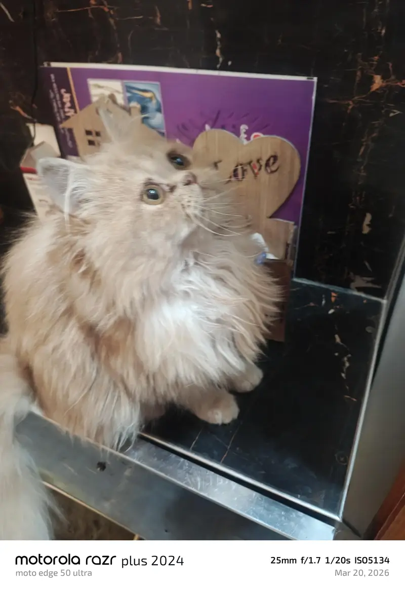 High Quality Punch Face Tripal Coat Kitten — photo 11