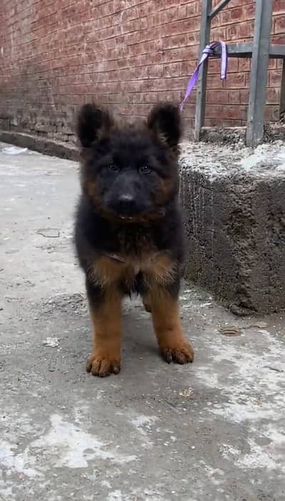 German Shepherd for sale WhatsApp number 0340.4237994