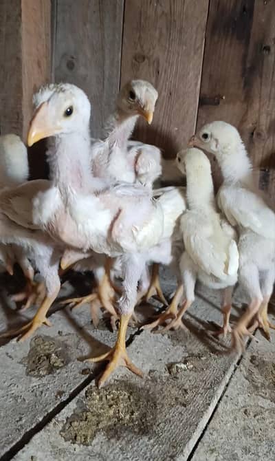 pure white shamo chicks