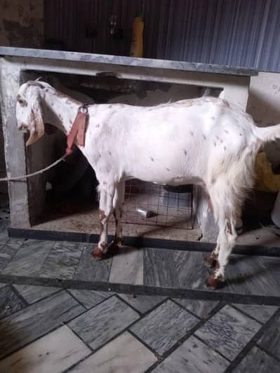 soony wali bakri ha