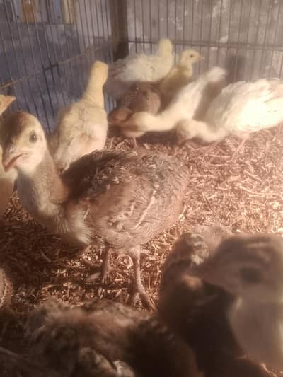 Blue and Black shoulder peacock  chicks