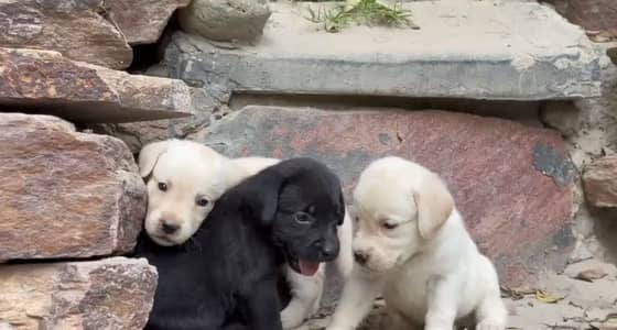 British labrador puppies