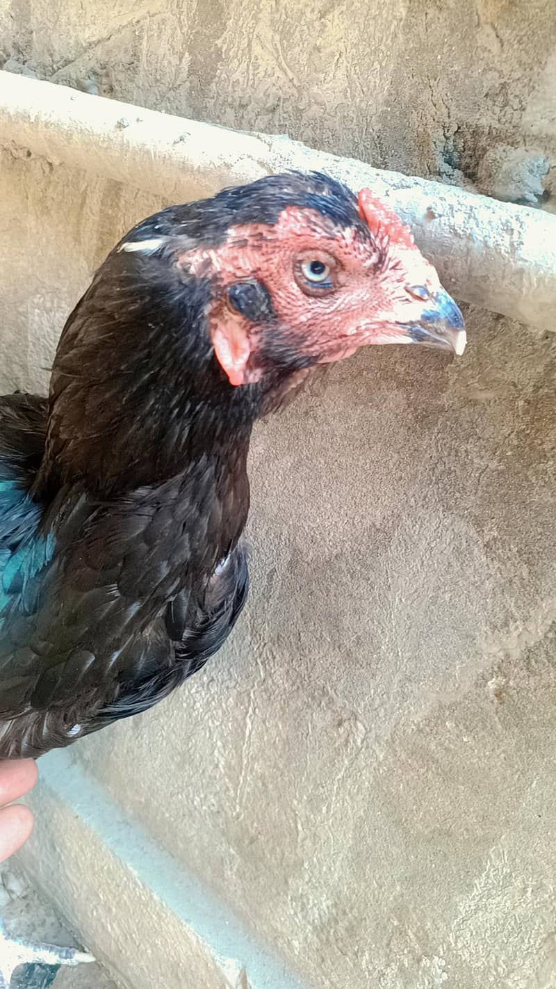 high quality pair 2