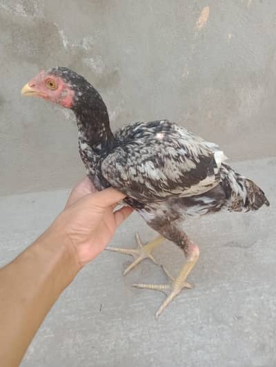 sindit breed