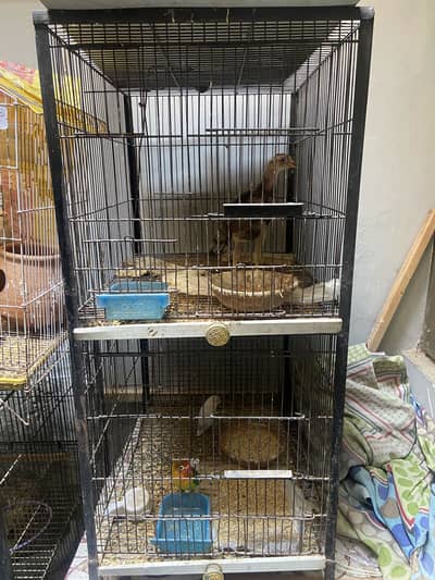 Birds cage