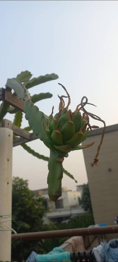 dragon fruit mature fruiting plant available for sale