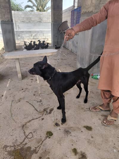 Belgian Malinois 16 Months For Sale
