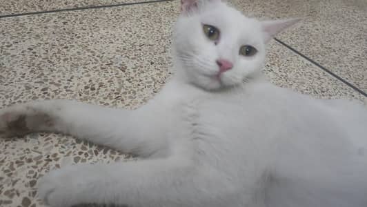 Cats for Free. 2 female, 1 male
