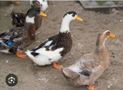 03183700292male and female ducks laying eggs
