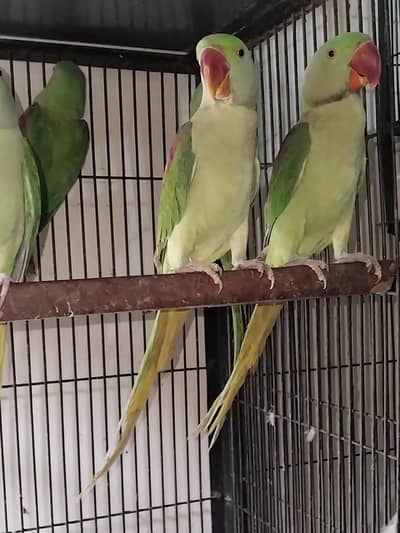 Raw suncanoure cages 0321.7242445