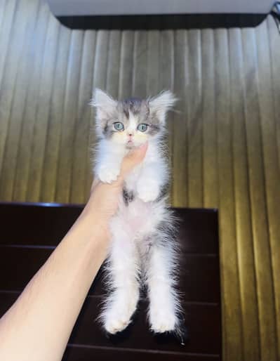 Kitten