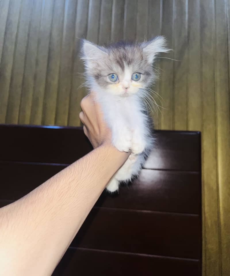 Kitten 1