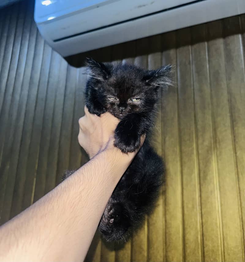 Kitten 2