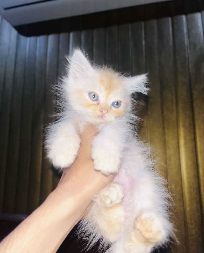 Kitten 4