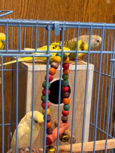2 pairs of budgies