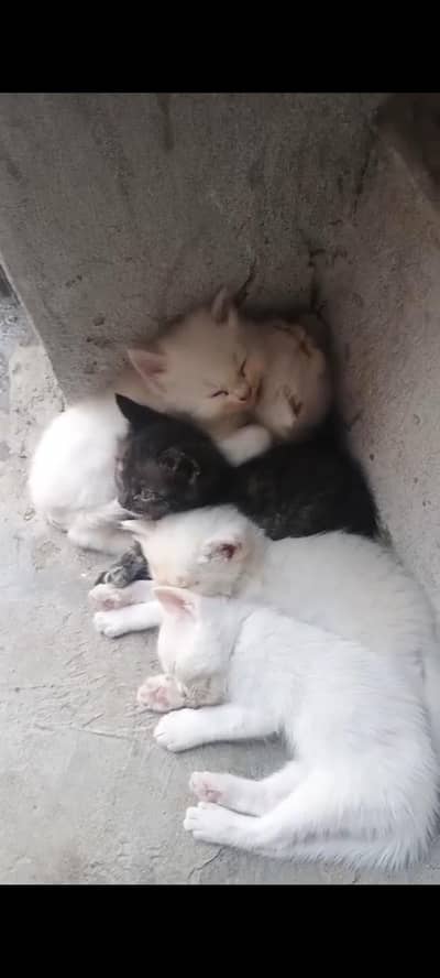 5 kitten for sale