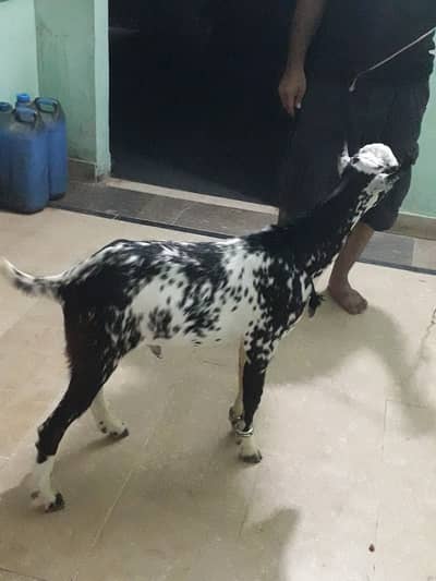 Healthy and active breed teddi 5month age bakra
