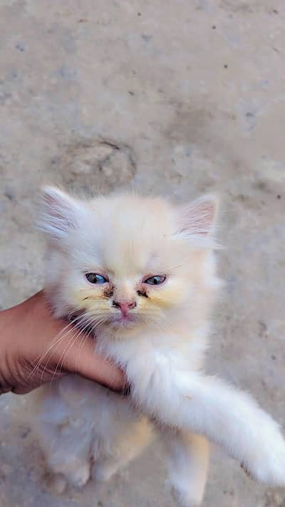 Cute Persian Kittens For Sale