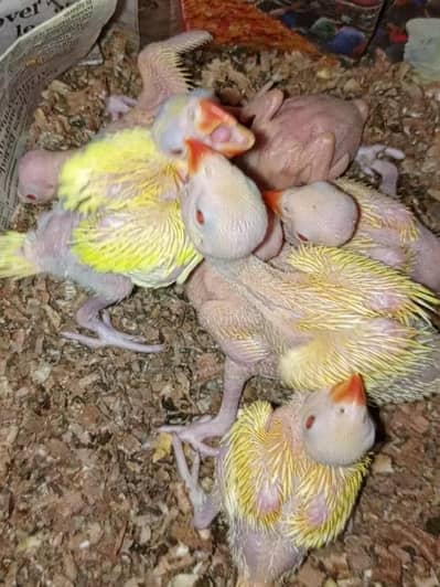 yellow ringneck chicks