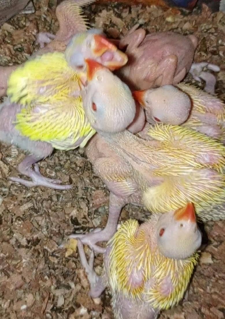 yellow ringneck chicks 1