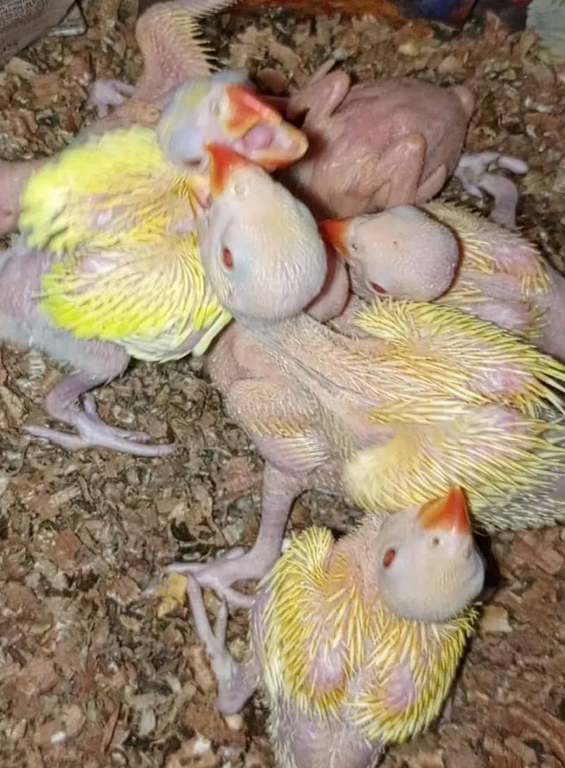 yellow ringneck chicks 2