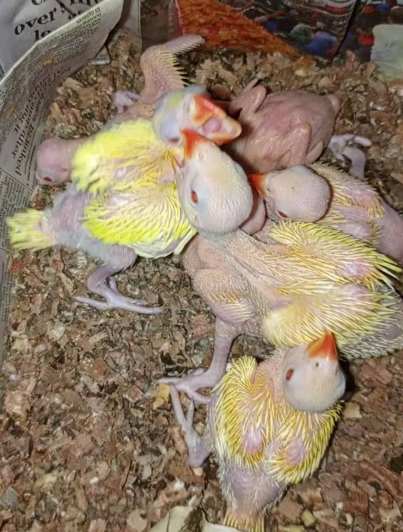 yellow ringneck chicks 3