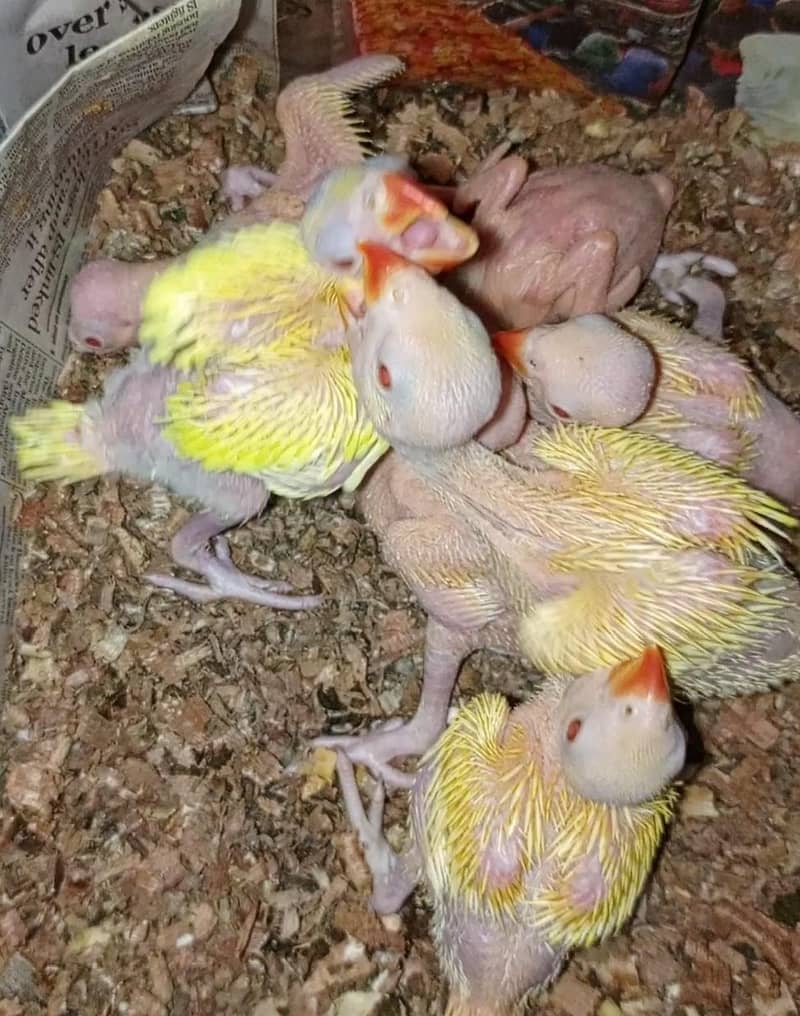 yellow ringneck chicks 4