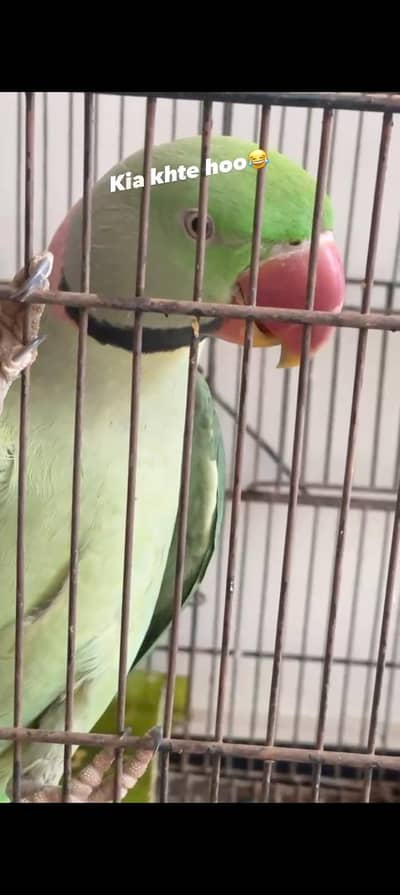 raw parrot talk hand tame with cage 0310-4556680