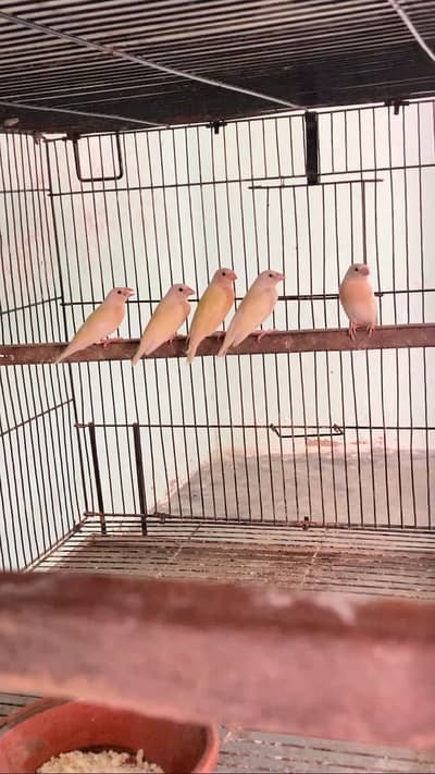 Goldian finch