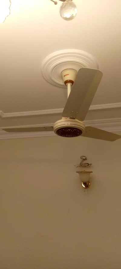 2 set of fans brand royel