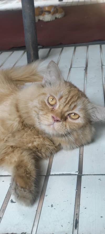 Persian Cat Male tripple coat
