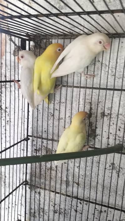 2 Love birds pair with chicks for sale Whatsapp no 03413232265