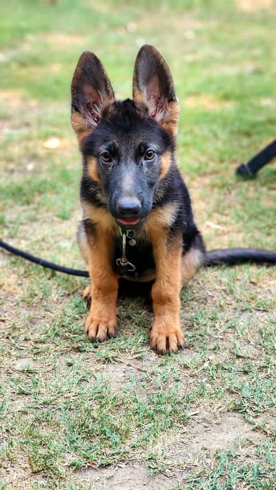 German shepherd