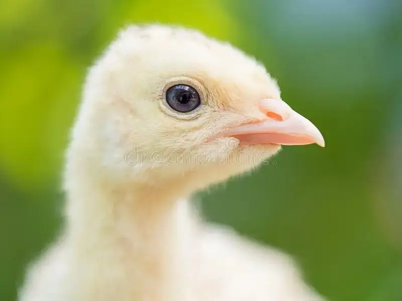 turkey chicks for sale