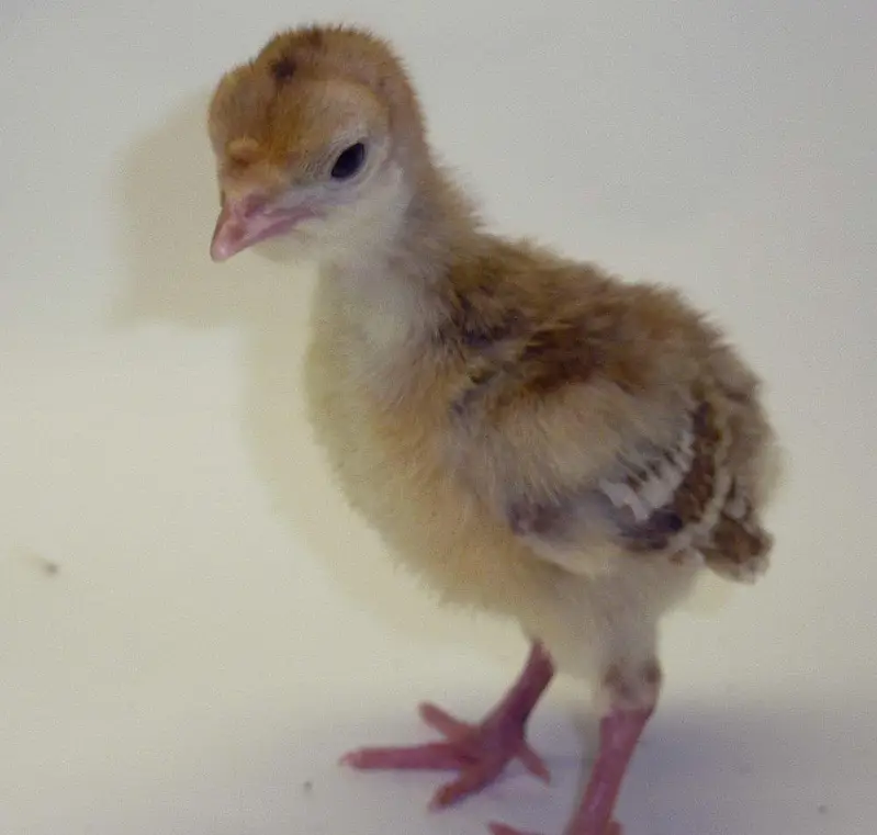 turkey chicks for sale — photo 2