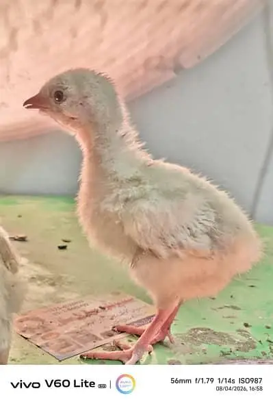 turkey chicks for sale — photo 3