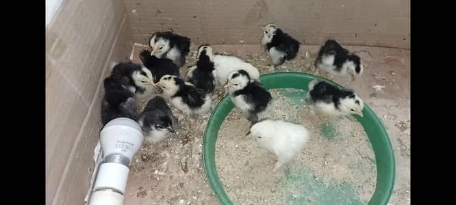 Bantam chiks available