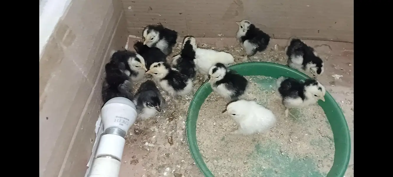 Bantam chiks available — photo 2